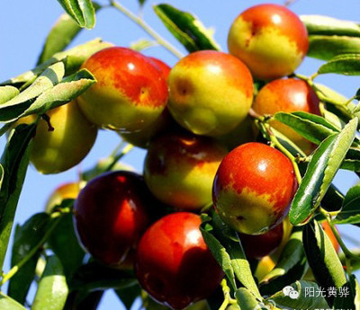 國慶節(jié)來黃驊這十幾種美食千萬別錯過!_美食_網(wǎng)