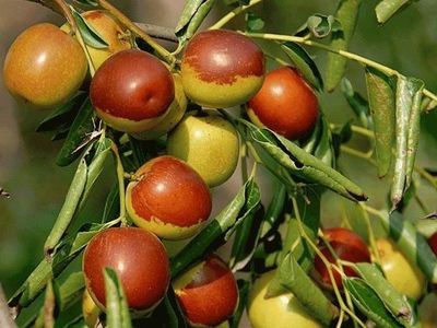 太給力了,青龍板栗入選河北十大林果品牌!親們,頂起!_社會_網(wǎng)