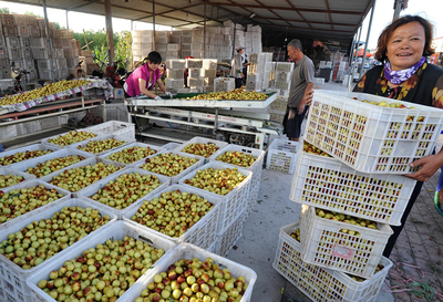 河北黃驊:金秋時節(jié)冬棗飄香