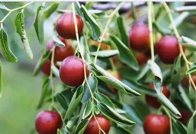 黃驊冬棗:滄州黃驊特產(chǎn)紅棗,國家地理標志產(chǎn)品,黃驊產(chǎn)地寶-黃驊冬棗