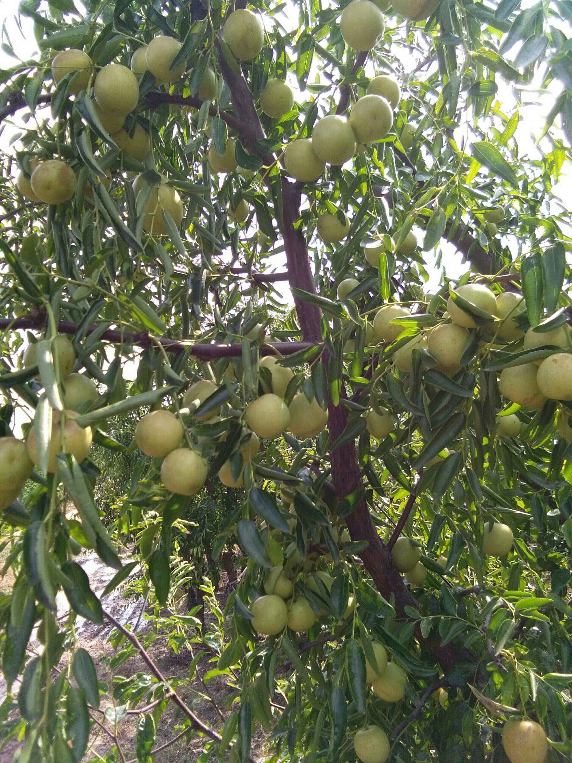 【圖】【天津致高無(wú)尚車友會(huì)】十月線下聚會(huì)之黃驊冬棗采摘記.