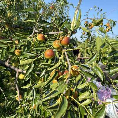 黃驊冬棗 個(gè)大皮薄，脆甜沁心的北方珍果